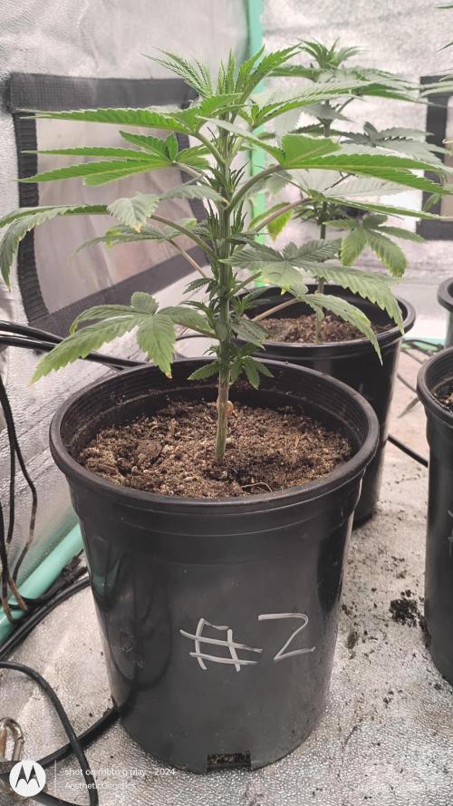 Super Sour Double Diesel Seed Hunt. Week 5