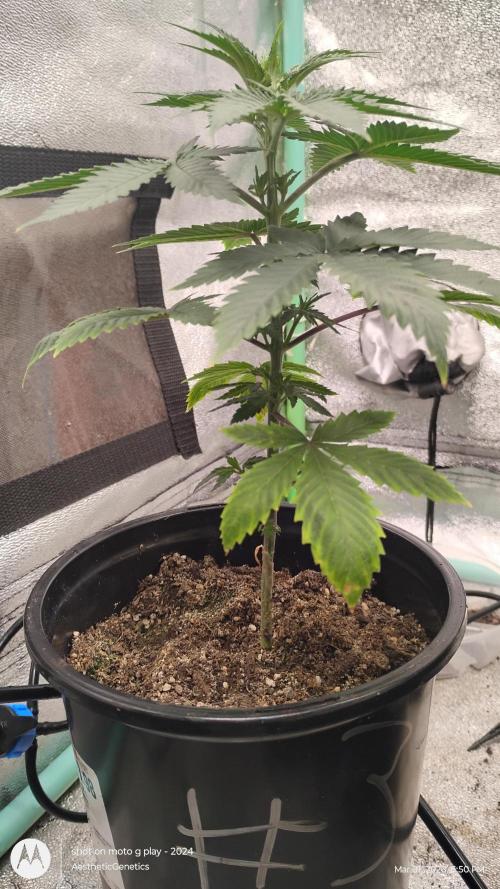 Super Sour Double Diesel Seed Hunt. Week 5