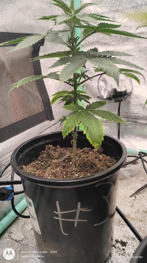 Super Sour Double Diesel Seed Hunt. Week 5