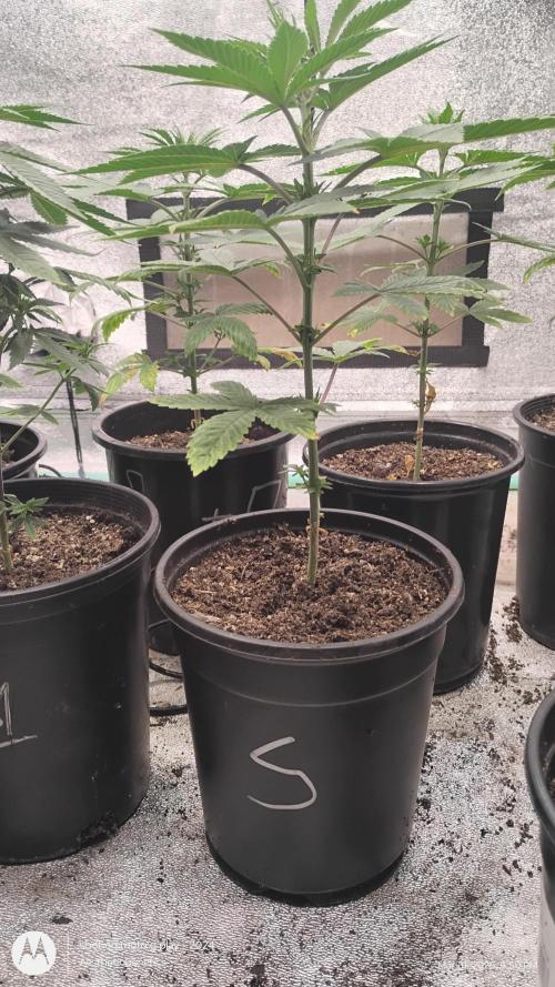 Super Sour Double Diesel Seed Hunt. Week 5
