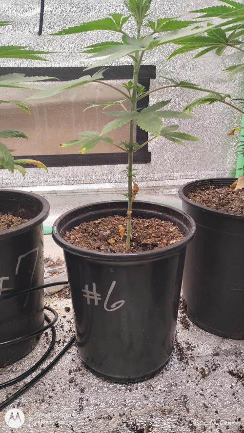 Super Sour Double Diesel Seed Hunt. Week 5