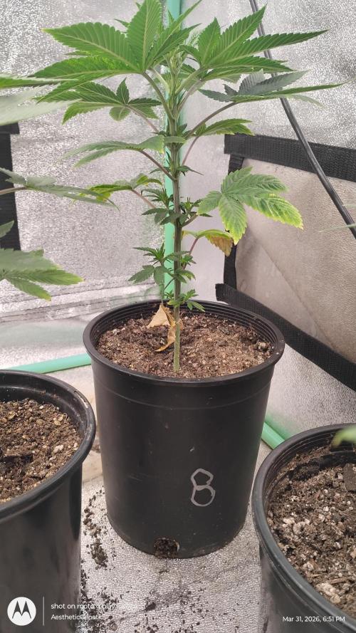 Super Sour Double Diesel Seed Hunt. Week 5