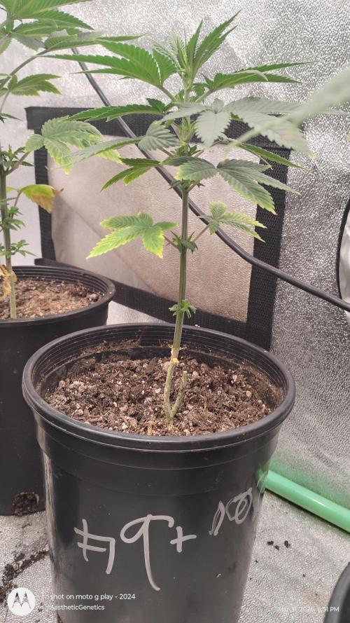 Super Sour Double Diesel Seed Hunt. Week 5