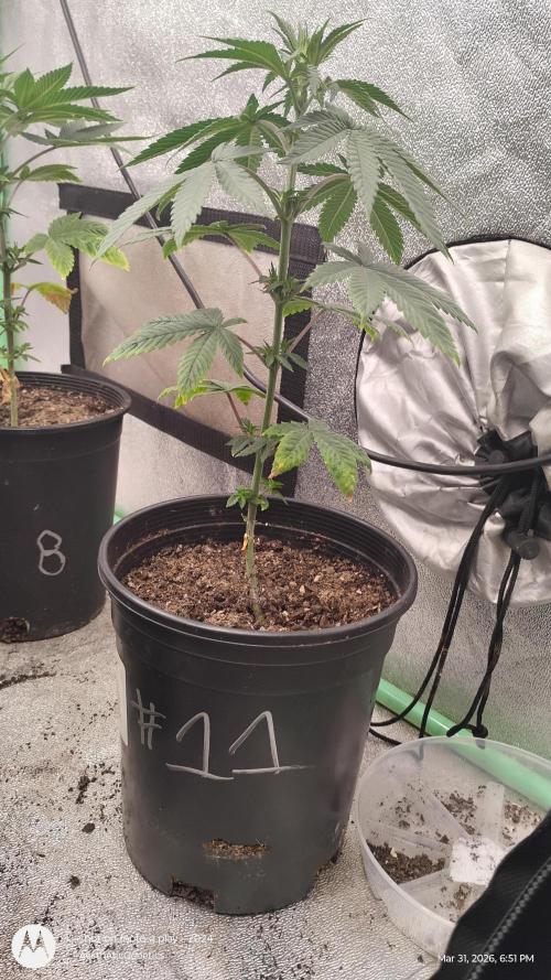 Super Sour Double Diesel Seed Hunt. Week 5