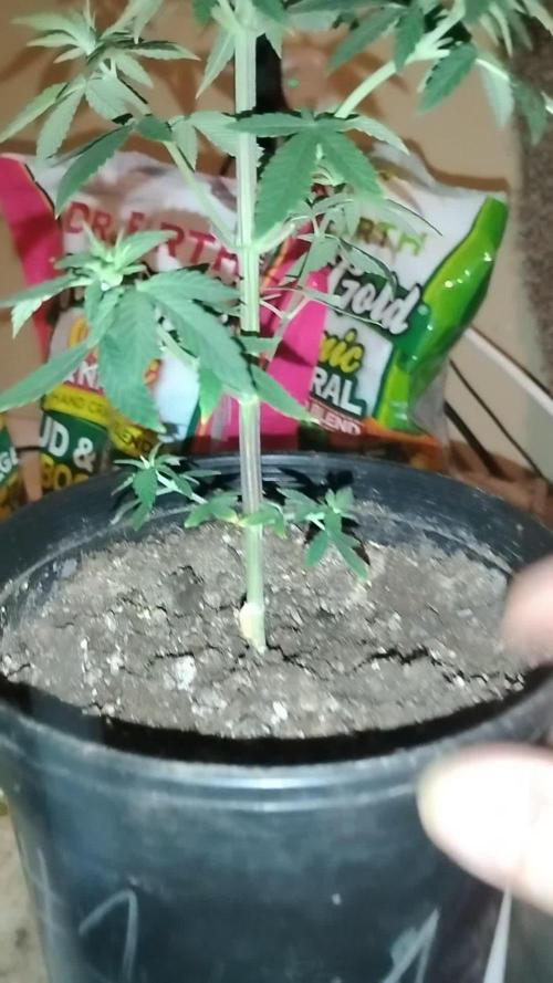 Super Sour Double Diesel Seed Hunt
