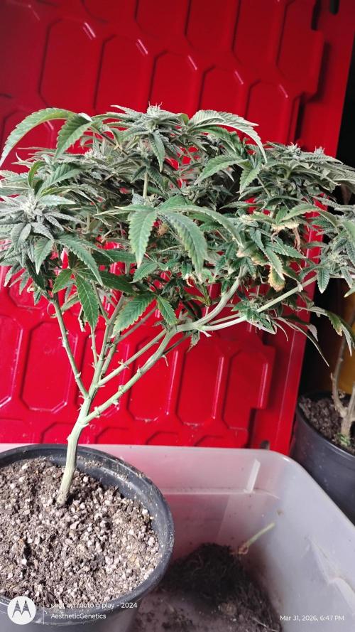 Rainbow Zoap Tiki Madman Cut. Week 10