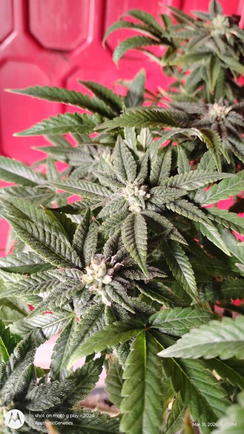 Rainbow Zoap Tiki Madman Cut. Week 10