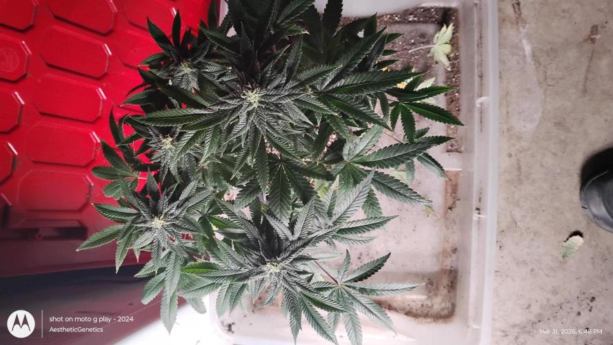 Izi Seeds- Permanent Blues. Week 11