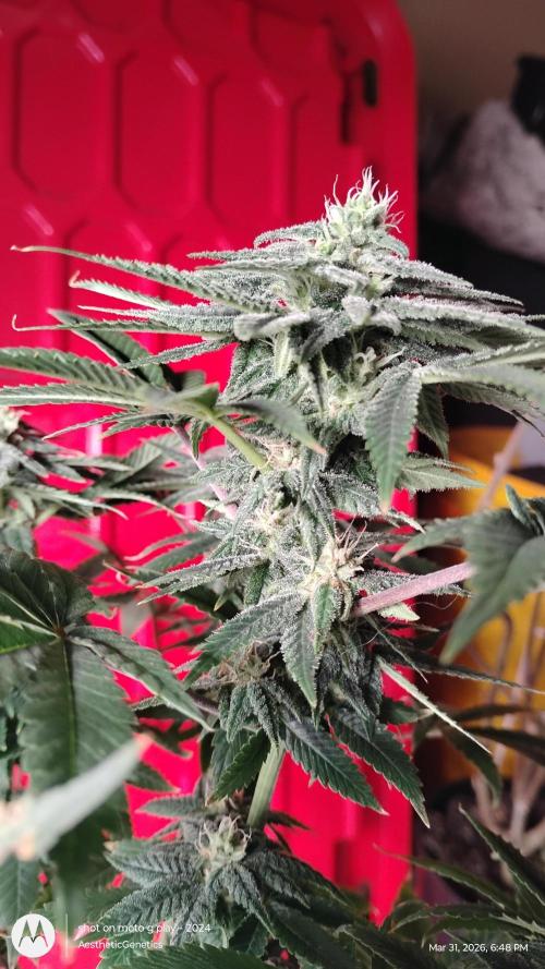 Izi Seeds- Permanent Blues. Week 11