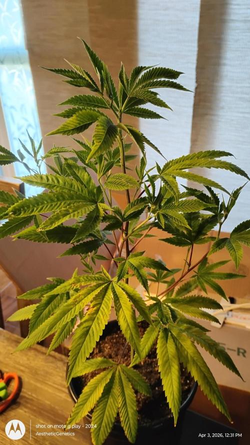 Real Deal Sour D ( notsodog cut). Week 1