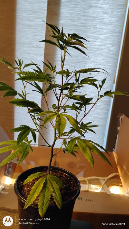 Real Deal Sour D ( notsodog cut). Week 1