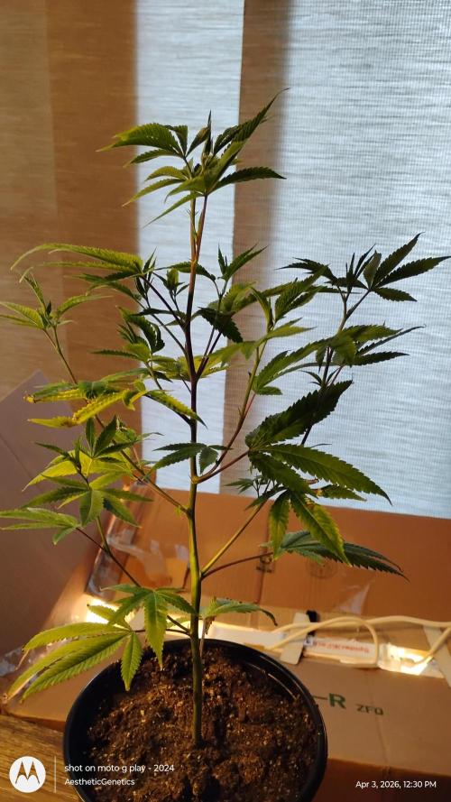 Real Deal Sour D ( notsodog cut). Week 1
