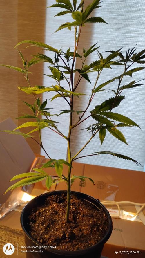 Real Deal Sour D ( notsodog cut). Week 1