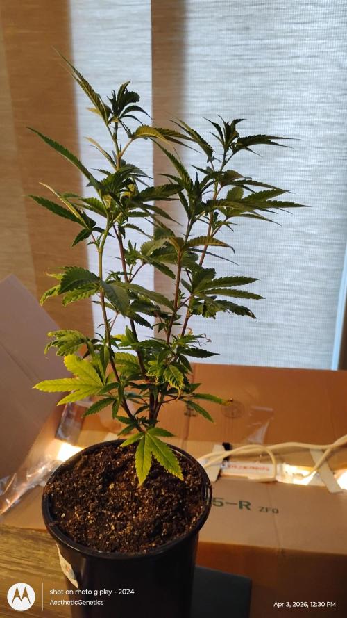 Legit SuperBoof Strain of The Year. Week 0