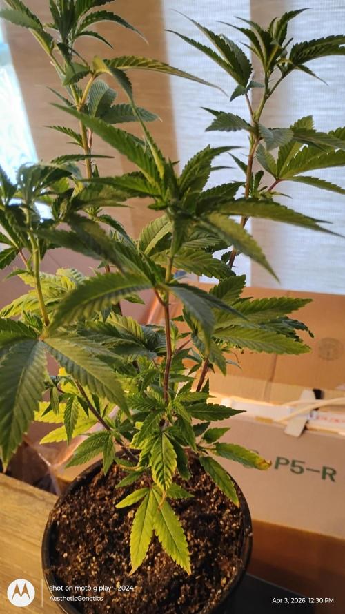 Legit SuperBoof Strain of The Year. Week 0