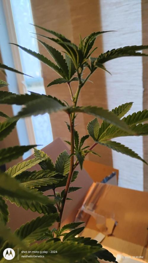 Legit SuperBoof Strain of The Year. Week 0