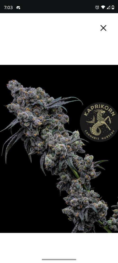Spritzer Cannarado. Week 0