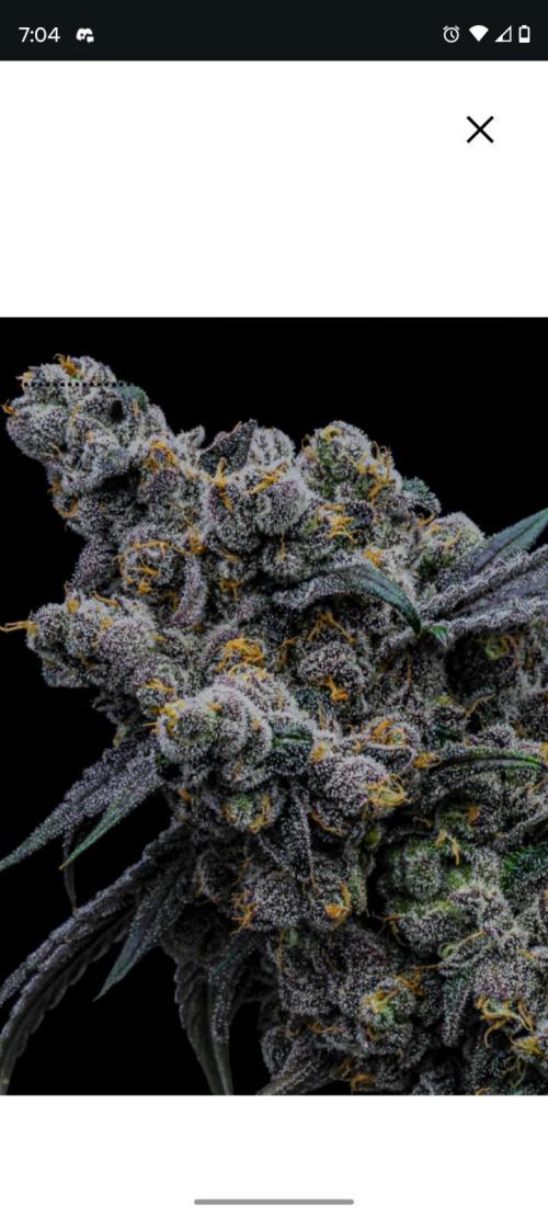Spritzer Cannarado. Week 0