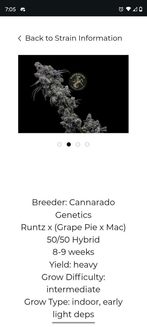 Spritzer Cannarado. Week 0