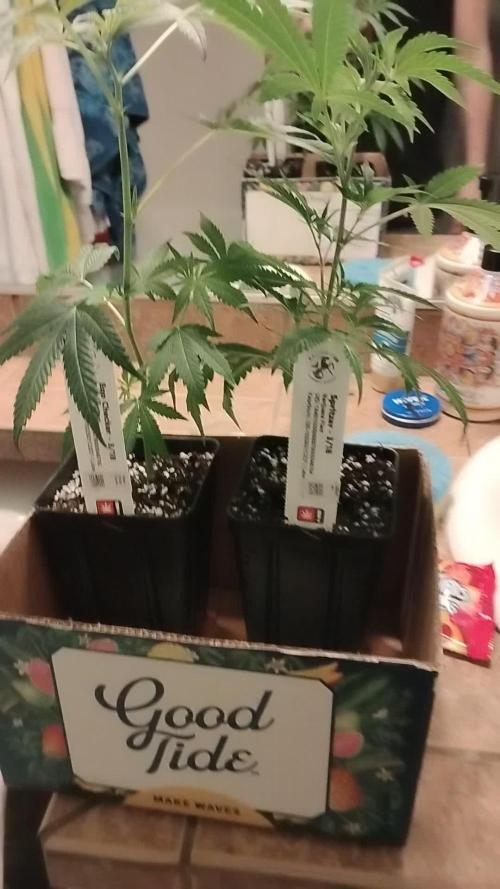 Spritzer Cannarado