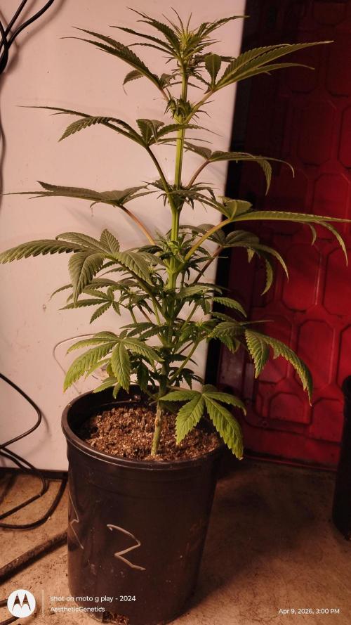 Super Sour Double Diesel Seed Hunt. Week 6