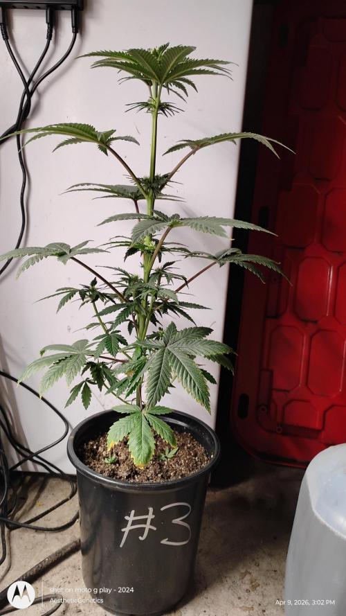 Super Sour Double Diesel Seed Hunt. Week 6