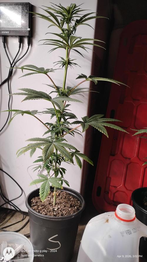 Super Sour Double Diesel Seed Hunt. Week 6