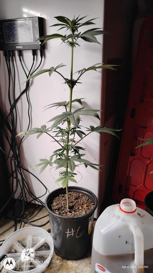 Super Sour Double Diesel Seed Hunt. Week 6