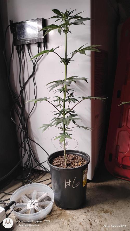 Super Sour Double Diesel Seed Hunt. Week 6