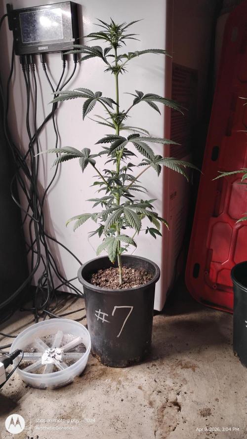 Super Sour Double Diesel Seed Hunt. Week 6
