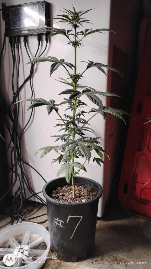 Super Sour Double Diesel Seed Hunt. Week 6