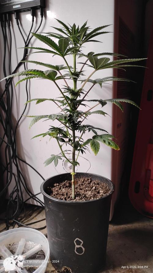 Super Sour Double Diesel Seed Hunt. Week 6