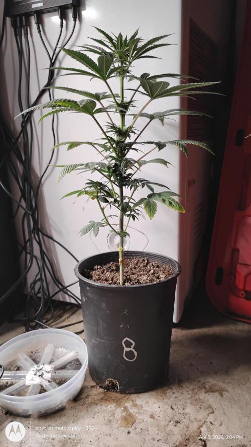 Super Sour Double Diesel Seed Hunt. Week 6