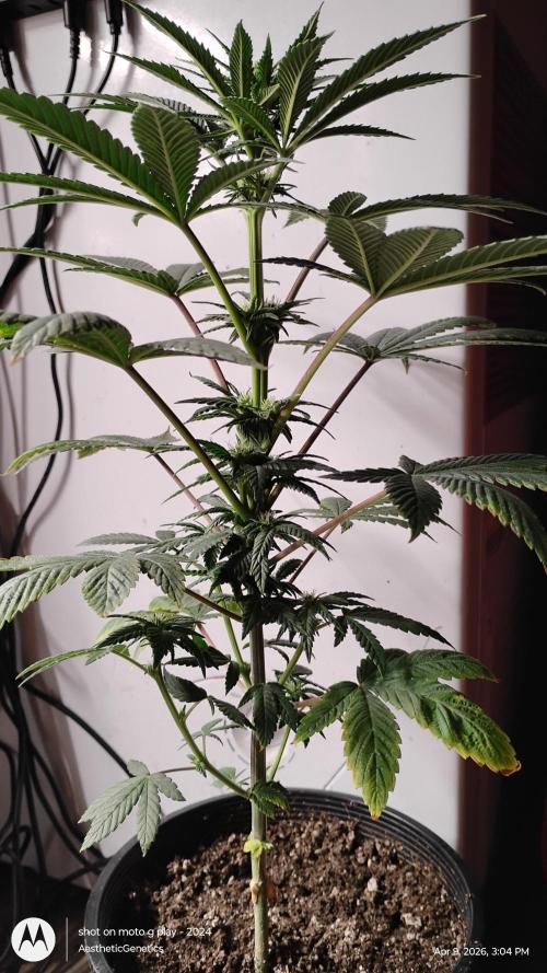 Super Sour Double Diesel Seed Hunt. Week 6