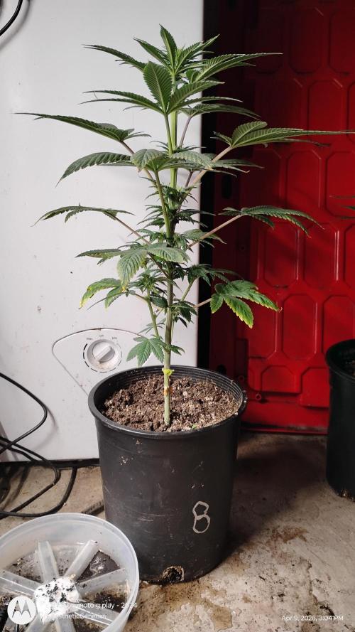 Super Sour Double Diesel Seed Hunt. Week 6