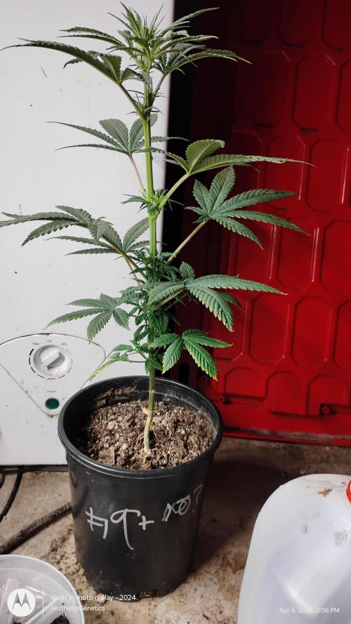 Super Sour Double Diesel Seed Hunt. Week 6