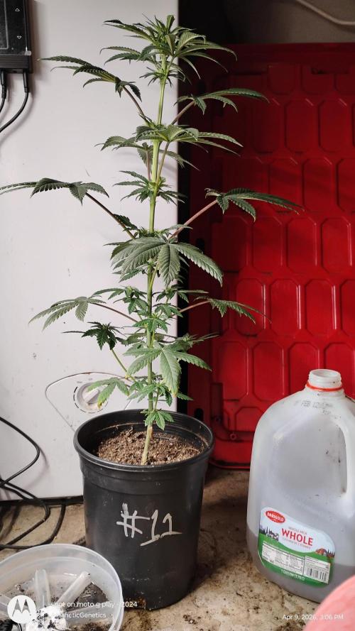 Super Sour Double Diesel Seed Hunt. Week 6