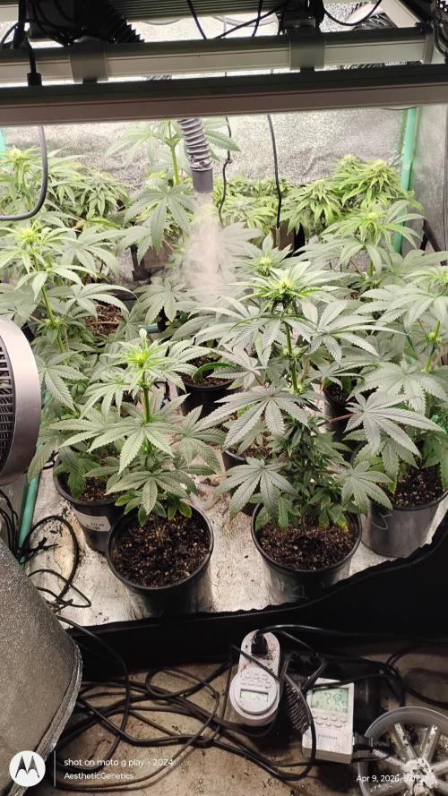 Super Sour Double Diesel Seed Hunt. Week 6