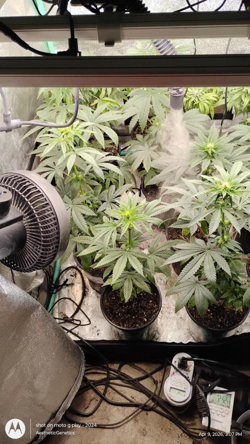 Super Sour Double Diesel Seed Hunt. Week 6