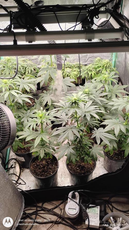 Super Sour Double Diesel Seed Hunt. Week 6