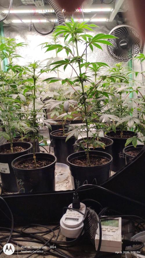 Super Sour Double Diesel Seed Hunt. Week 6