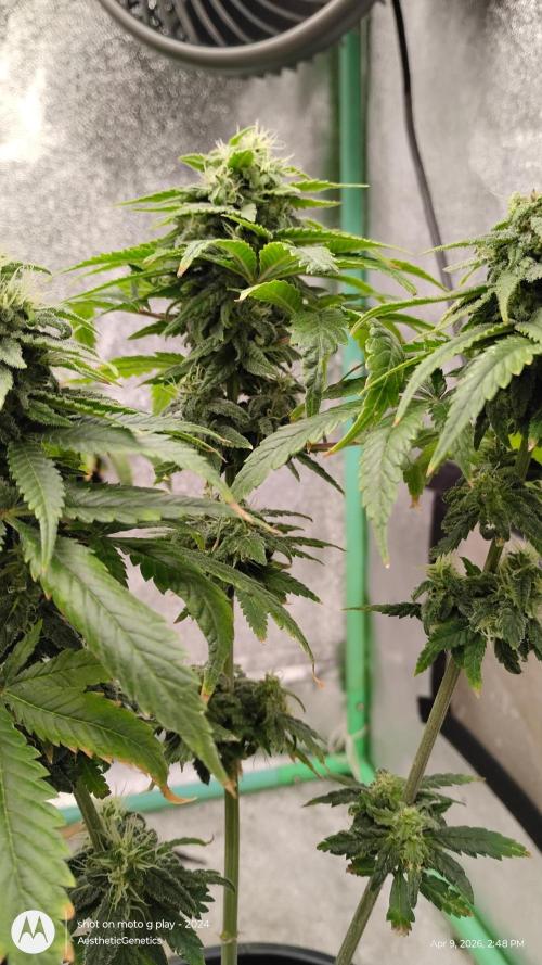 Eternity Grow Cup 2026. Week 12