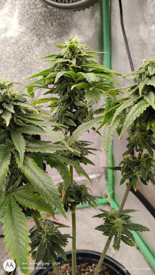 Eternity Grow Cup 2026. Week 12