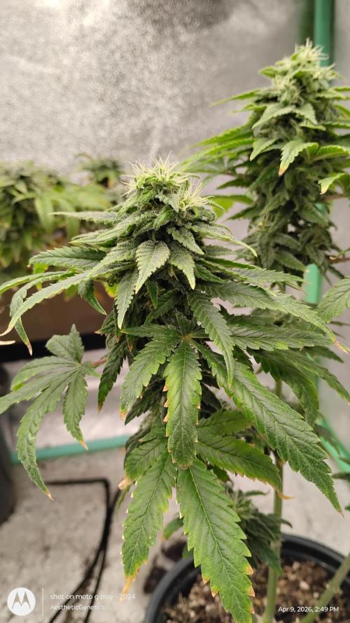 Eternity Grow Cup 2026. Week 12