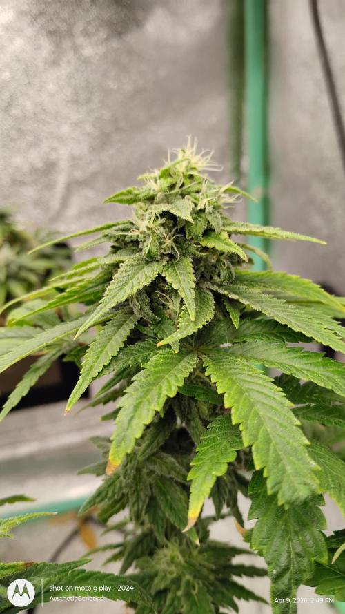 Eternity Grow Cup 2026. Week 12