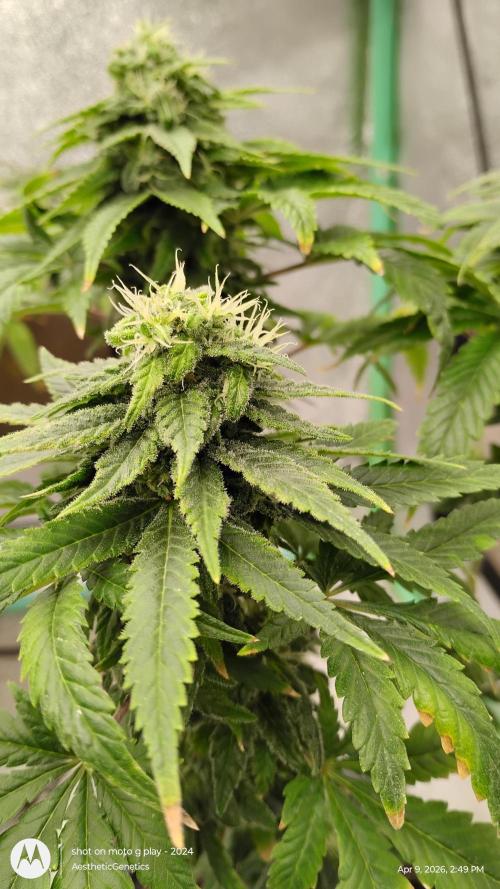 Eternity Grow Cup 2026. Week 12