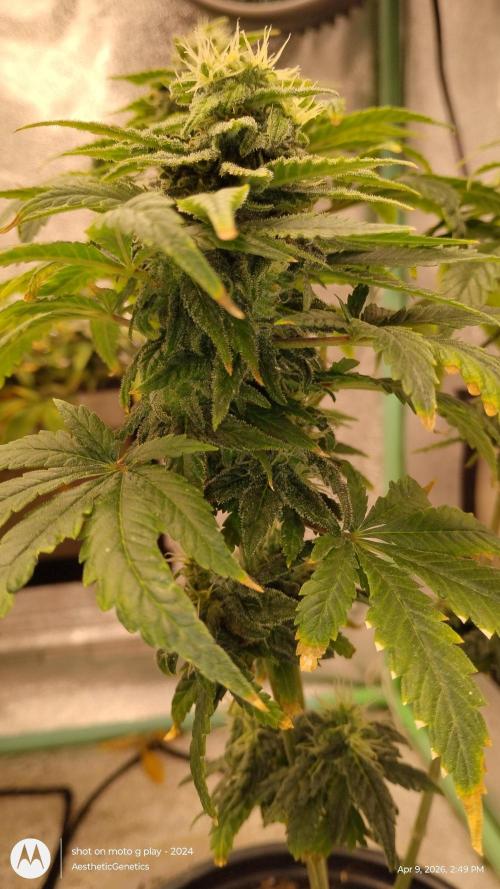 Eternity Grow Cup 2026. Week 12