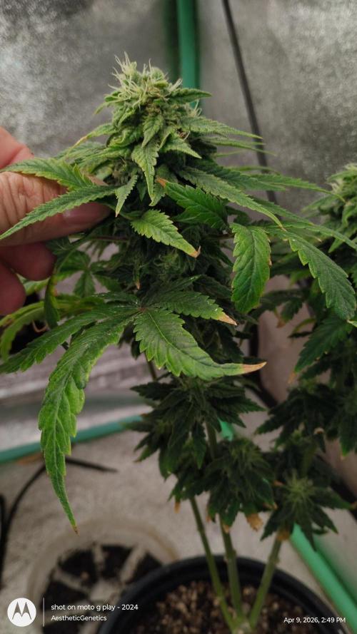 Eternity Grow Cup 2026. Week 12