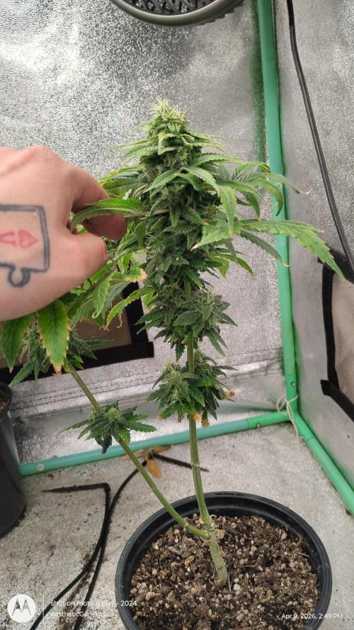 Eternity Grow Cup 2026. Week 12