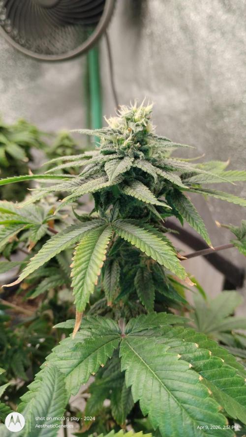 Izi Seeds- Permanent Blues. Week 12